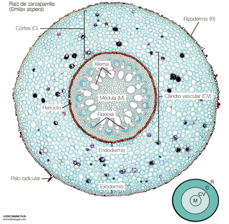 La Ra Z Bioinnova