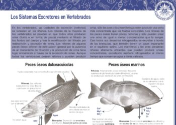 Los sistemas excretores en vertebrados