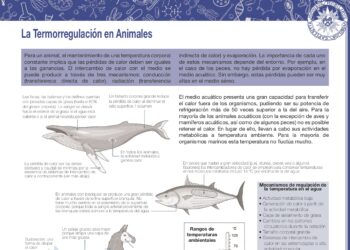 La termorregulación en animales