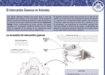 El intercambio gaseoso en animales