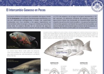 El intercambio gaseoso en peces