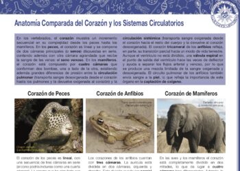 Anatomía comparada del corazón y los sistemas circulatorios