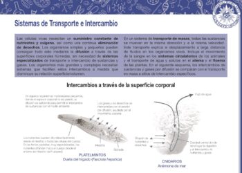 Sistemas de transporte e intercambio