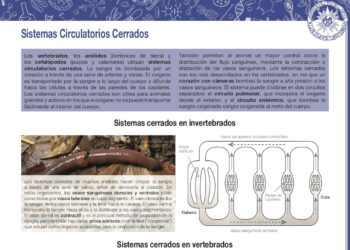 Sistemas circulatorios cerrados