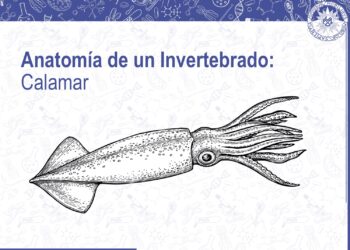 Anatomía de un invertebrado: calamar