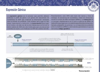 Expresión génica