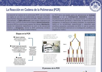 La reacción en cadena de la polimerasa (PCR)