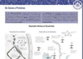 De genes a proteínas