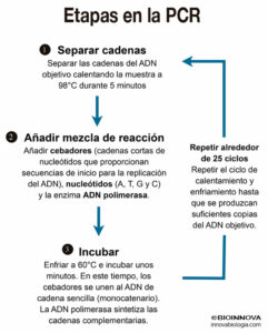 Etapas en la PCR