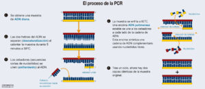 El proceso de la PCR