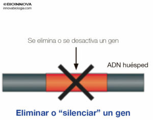 Eliminar o "silenciar" un gen (OMG)